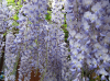 wisteria-sinensis.png